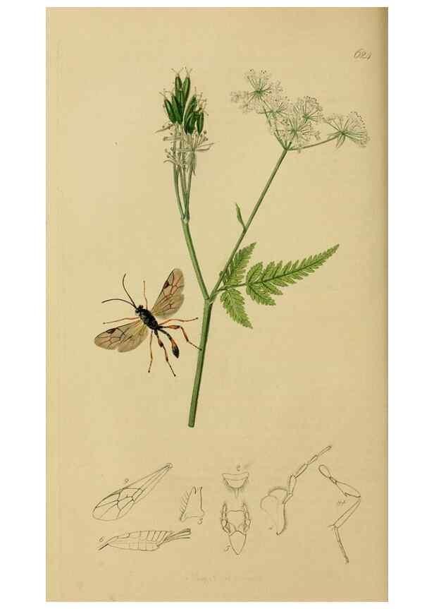 Reproducción/Reproduction 8044251415: British entomology;. London,Printed for the author,1823-40.