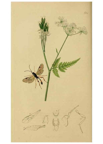 Reproducción/Reproduction 8044251415: British entomology;. London,Printed for the author,1823-40.