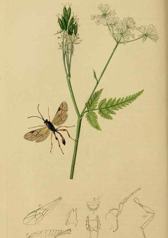 Reproducción/Reproduction 8044251415: British entomology;. London,Printed for the author,1823-40.