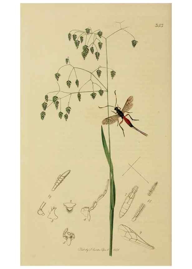 Reproducción/Reproduction 8044263374: British entomology;. London,Printed for the author,1823-40.
