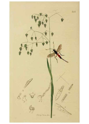 Reproducción/Reproduction 8044263374: British entomology;. London,Printed for the author,1823-40.