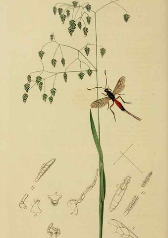 Reproducción/Reproduction 8044263374: British entomology;. London,Printed for the author,1823-40.