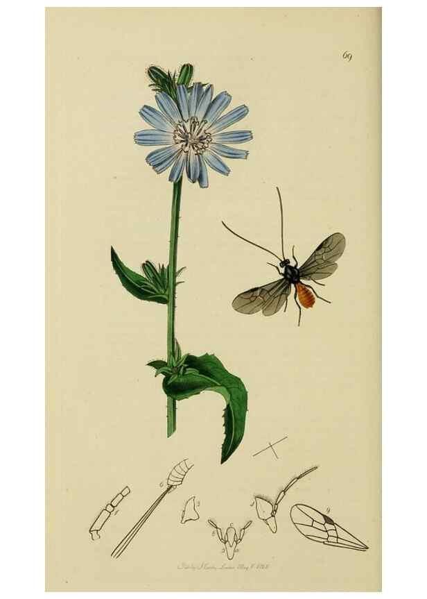 Reproducción/Reproduction 8044263996: British entomology;. London,Printed for the author,1823-40.