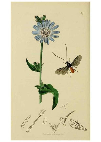 Reproducción/Reproduction 8044263996: British entomology;. London,Printed for the author,1823-40.