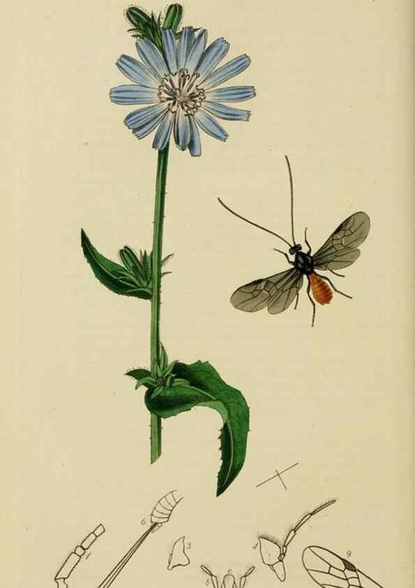 Reproducción/Reproduction 8044263996: British entomology;. London,Printed for the author,1823-40.