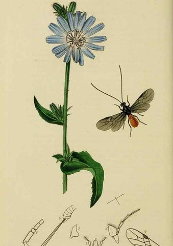Reproducción/Reproduction 8044263996: British entomology;. London,Printed for the author,1823-40.