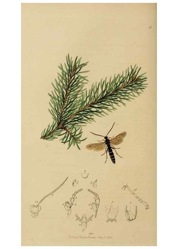 Reproducción/Reproduction 8044258448: British entomology;. London,Printed for the author,1823-40.