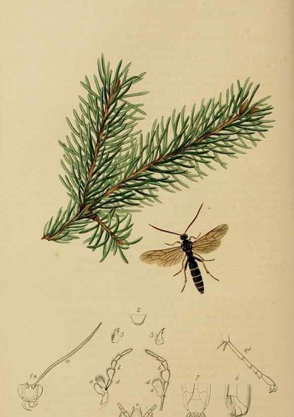 Reproducción/Reproduction 8044258448: British entomology;. London,Printed for the author,1823-40.