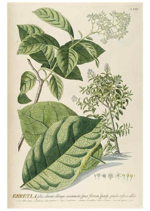Reproducción/Reproduction 8050606882: Plantae selectae quarum imagines ad exemplaria naturalia Londini, in hortis curiosorum nutrita. [S.l. :s.n.],1750-1773.