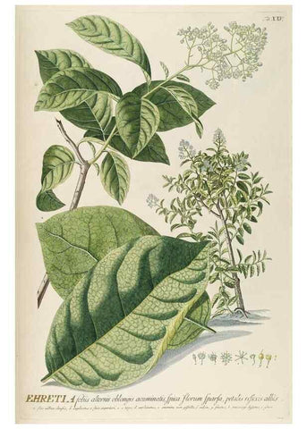 Reproducción/Reproduction 8050606882: Plantae selectae quarum imagines ad exemplaria naturalia Londini, in hortis curiosorum nutrita. [S.l. :s.n.],1750-1773.