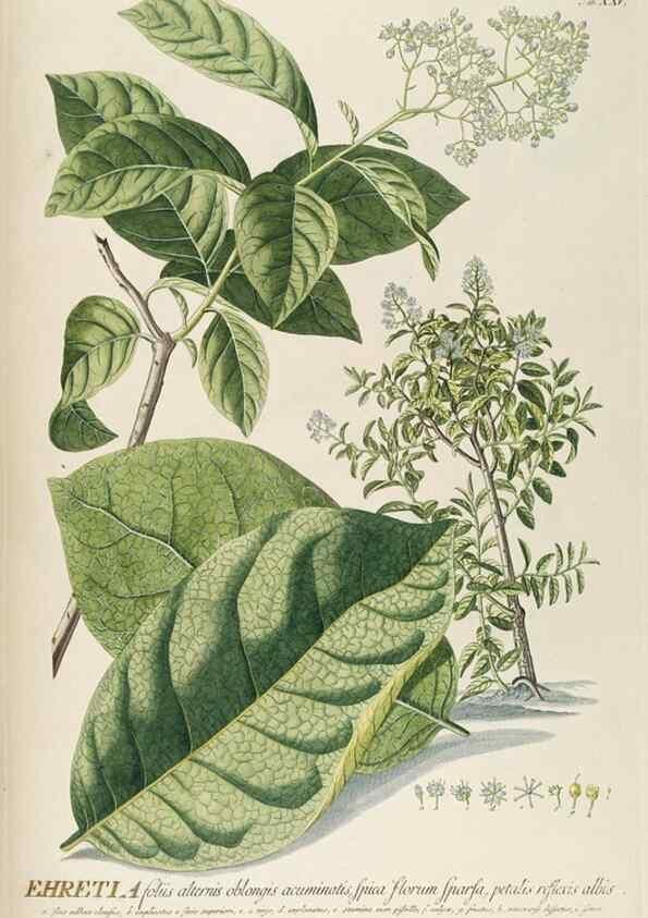Reproducción/Reproduction 8050606882: Plantae selectae quarum imagines ad exemplaria naturalia Londini, in hortis curiosorum nutrita. [S.l. :s.n.],1750-1773.