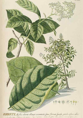 Reproducción/Reproduction 8050606882: Plantae selectae quarum imagines ad exemplaria naturalia Londini, in hortis curiosorum nutrita. [S.l. :s.n.],1750-1773.