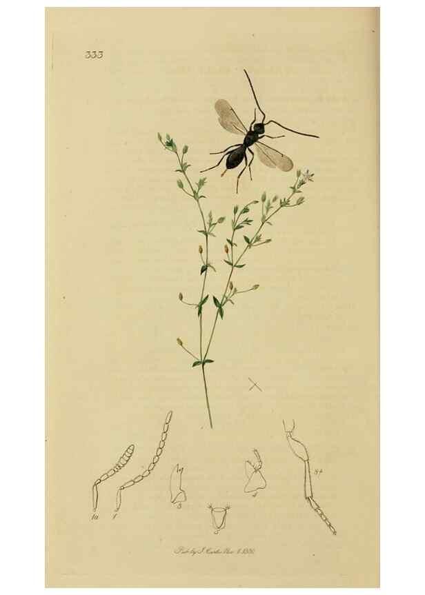 Reproducción/Reproduction 8044266933: British entomology;. London,Printed for the author,1823-40.