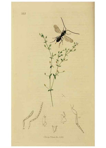 Reproducción/Reproduction 8044266933: British entomology;. London,Printed for the author,1823-40.