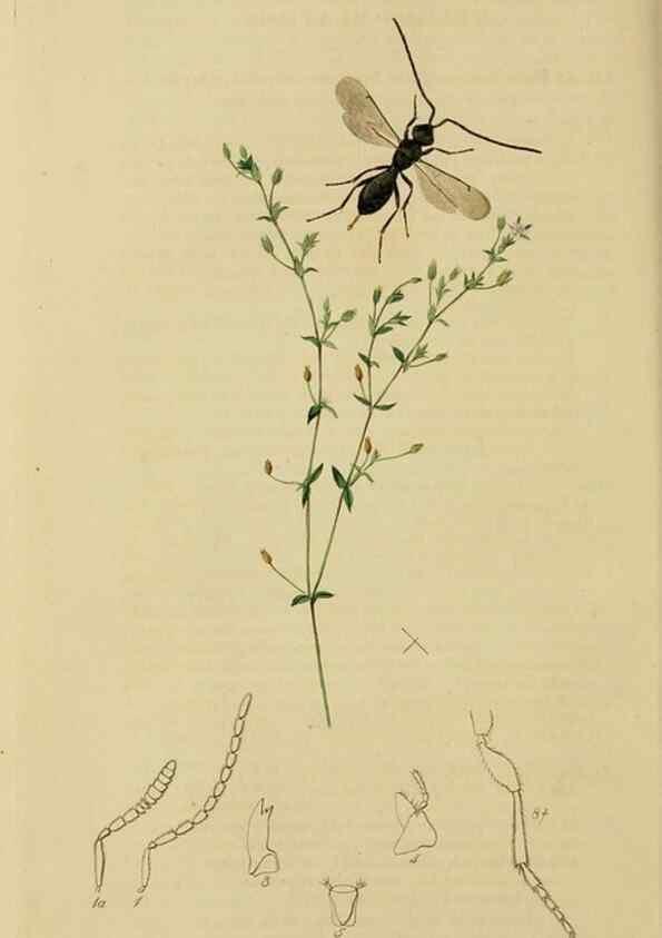 Reproducción/Reproduction 8044266933: British entomology;. London,Printed for the author,1823-40.