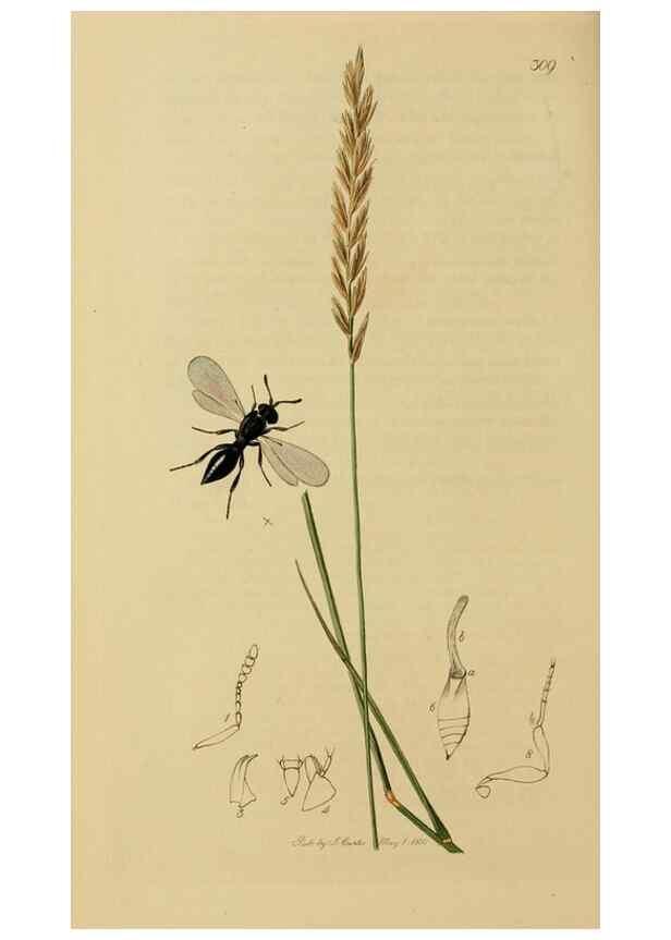 Reproducción/Reproduction 8044268281: British entomology;. London,Printed for the author,1823-40.