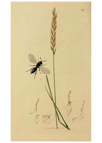 Reproducción/Reproduction 8044268281: British entomology;. London,Printed for the author,1823-40.