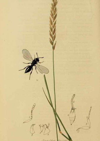 Reproducción/Reproduction 8044268281: British entomology;. London,Printed for the author,1823-40.