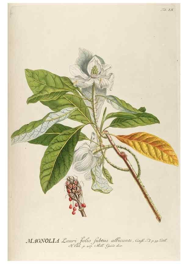 Reproducción/Reproduction 8050590753: Plantae selectae quarum imagines ad exemplaria naturalia Londini, in hortis curiosorum nutrita. [S.l. :s.n.],1750-1773.