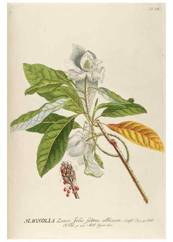 Reproducción/Reproduction 8050590753: Plantae selectae quarum imagines ad exemplaria naturalia Londini, in hortis curiosorum nutrita. [S.l. :s.n.],1750-1773.