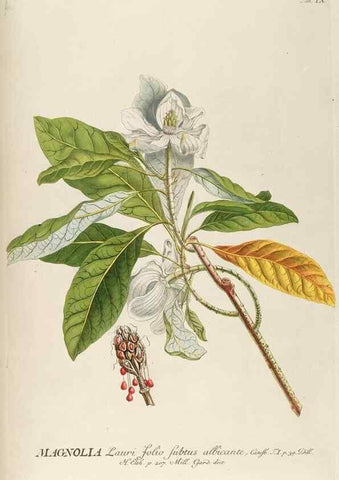 Reproducción/Reproduction 8050590753: Plantae selectae quarum imagines ad exemplaria naturalia Londini, in hortis curiosorum nutrita. [S.l. :s.n.],1750-1773.