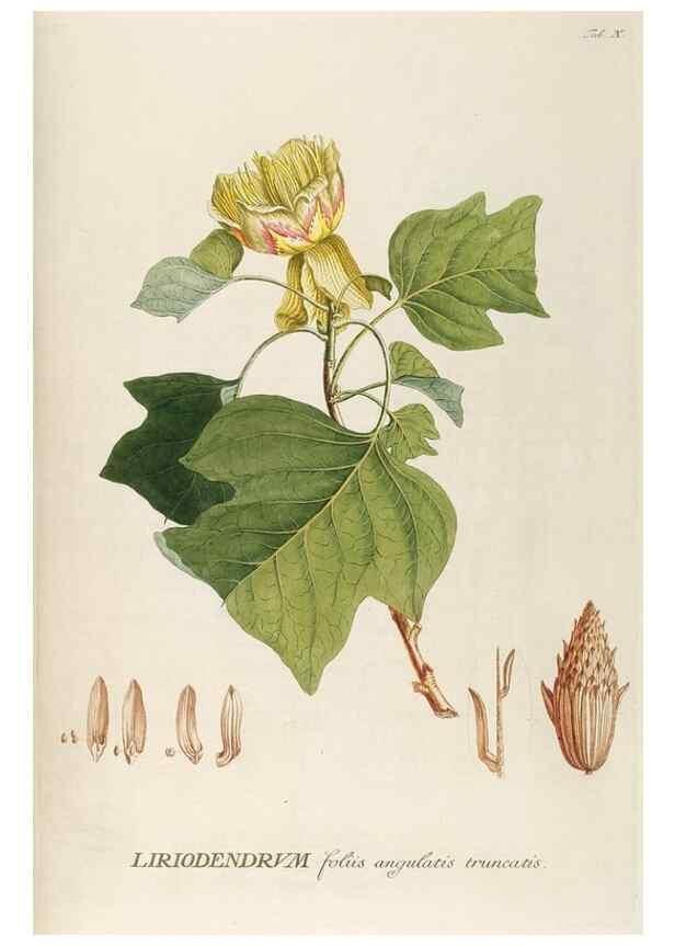 Reproducción/Reproduction 8050596450: Plantae selectae quarum imagines ad exemplaria naturalia Londini, in hortis curiosorum nutrita. [S.l. :s.n.],1750-1773.
