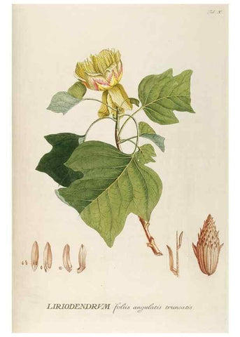 Reproducción/Reproduction 8050596450: Plantae selectae quarum imagines ad exemplaria naturalia Londini, in hortis curiosorum nutrita. [S.l. :s.n.],1750-1773.