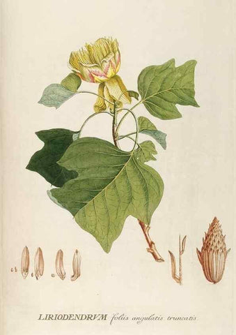 Reproducción/Reproduction 8050596450: Plantae selectae quarum imagines ad exemplaria naturalia Londini, in hortis curiosorum nutrita. [S.l. :s.n.],1750-1773.