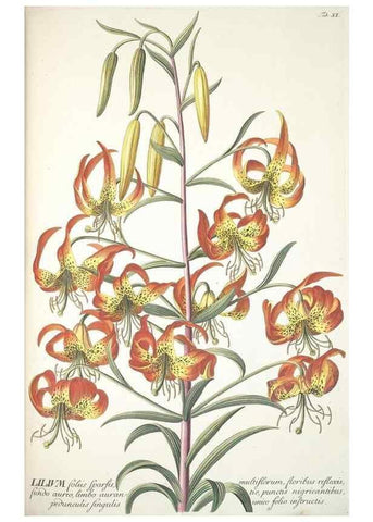 Reproducción/Reproduction 8050591791: Plantae selectae quarum imagines ad exemplaria naturalia Londini, in hortis curiosorum nutrita. [S.l. :s.n.],1750-1773.