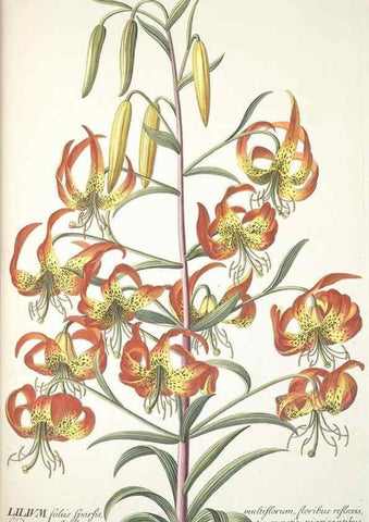 Reproducción/Reproduction 8050591791: Plantae selectae quarum imagines ad exemplaria naturalia Londini, in hortis curiosorum nutrita. [S.l. :s.n.],1750-1773.