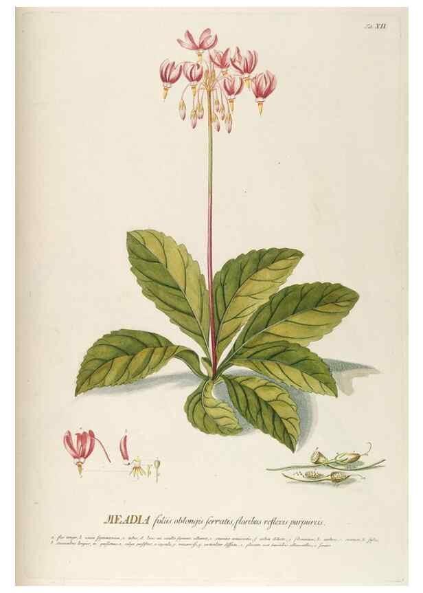 Reproducción/Reproduction 8050592433: Plantae selectae quarum imagines ad exemplaria naturalia Londini, in hortis curiosorum nutrita. [S.l. :s.n.],1750-1773.