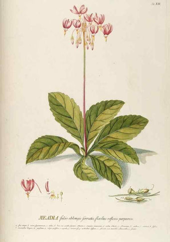 Reproducción/Reproduction 8050592433: Plantae selectae quarum imagines ad exemplaria naturalia Londini, in hortis curiosorum nutrita. [S.l. :s.n.],1750-1773.