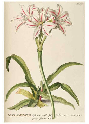 Reproducción/Reproduction 8050593033: Plantae selectae quarum imagines ad exemplaria naturalia Londini, in hortis curiosorum nutrita. [S.l. :s.n.],1750-1773.
