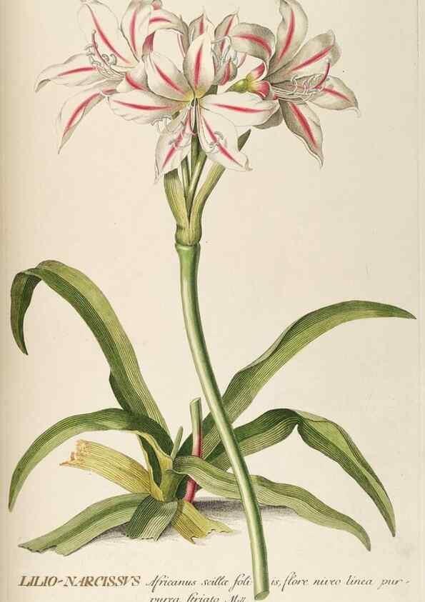 Reproducción/Reproduction 8050593033: Plantae selectae quarum imagines ad exemplaria naturalia Londini, in hortis curiosorum nutrita. [S.l. :s.n.],1750-1773.