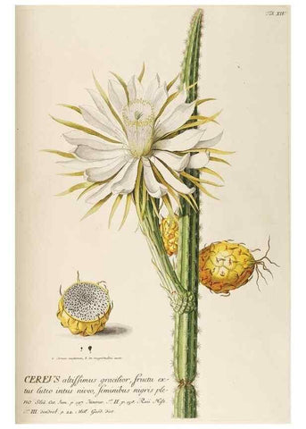 Reproducción/Reproduction 8050598774: Plantae selectae quarum imagines ad exemplaria naturalia Londini, in hortis curiosorum nutrita. [S.l. :s.n.],1750-1773.