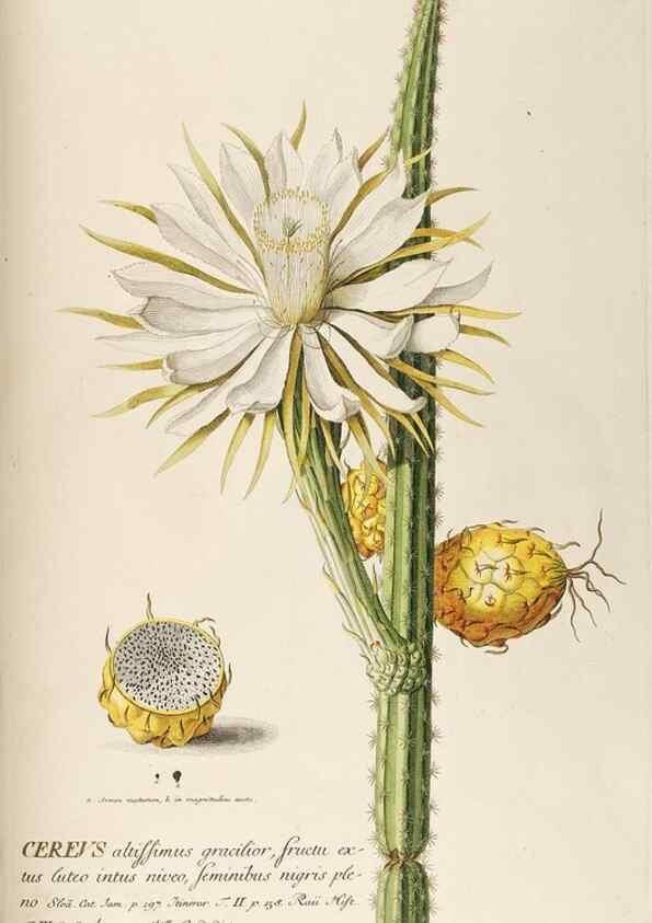 Reproducción/Reproduction 8050598774: Plantae selectae quarum imagines ad exemplaria naturalia Londini, in hortis curiosorum nutrita. [S.l. :s.n.],1750-1773.
