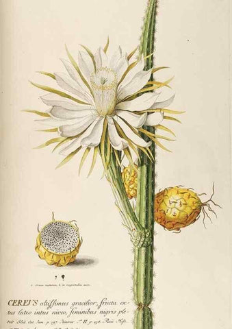 Reproducción/Reproduction 8050598774: Plantae selectae quarum imagines ad exemplaria naturalia Londini, in hortis curiosorum nutrita. [S.l. :s.n.],1750-1773.