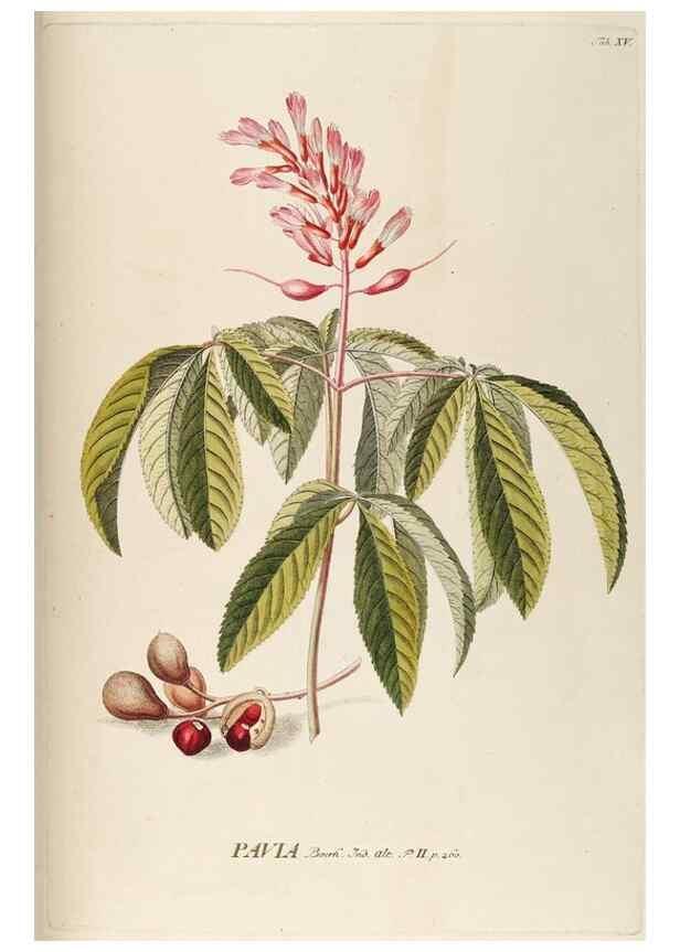 Reproducción/Reproduction 8050594029: Plantae selectae quarum imagines ad exemplaria naturalia Londini, in hortis curiosorum nutrita. [S.l. :s.n.],1750-1773.