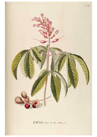 Reproducción/Reproduction 8050594029: Plantae selectae quarum imagines ad exemplaria naturalia Londini, in hortis curiosorum nutrita. [S.l. :s.n.],1750-1773.