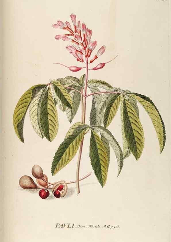 Reproducción/Reproduction 8050594029: Plantae selectae quarum imagines ad exemplaria naturalia Londini, in hortis curiosorum nutrita. [S.l. :s.n.],1750-1773.