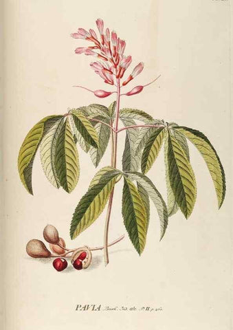Reproducción/Reproduction 8050594029: Plantae selectae quarum imagines ad exemplaria naturalia Londini, in hortis curiosorum nutrita. [S.l. :s.n.],1750-1773.