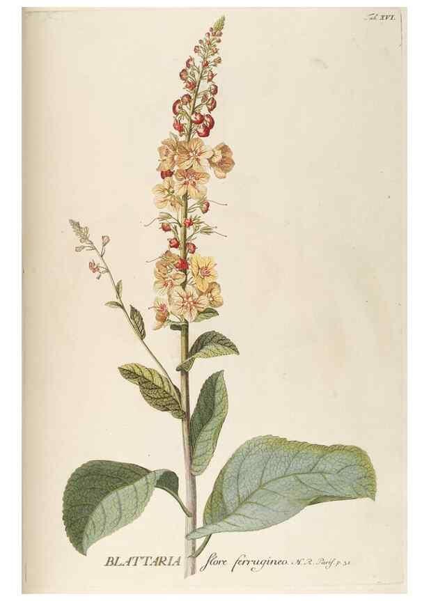 Reproducción/Reproduction 8050594629: Plantae selectae quarum imagines ad exemplaria naturalia Londini, in hortis curiosorum nutrita. [S.l. :s.n.],1750-1773.