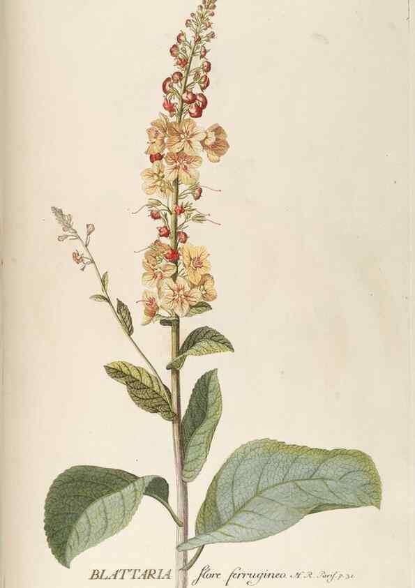 Reproducción/Reproduction 8050594629: Plantae selectae quarum imagines ad exemplaria naturalia Londini, in hortis curiosorum nutrita. [S.l. :s.n.],1750-1773.