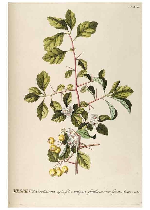 Reproducción/Reproduction 8050595223: Plantae selectae quarum imagines ad exemplaria naturalia Londini, in hortis curiosorum nutrita. [S.l. :s.n.],1750-1773.