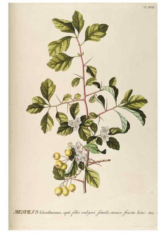 Reproducción/Reproduction 8050595223: Plantae selectae quarum imagines ad exemplaria naturalia Londini, in hortis curiosorum nutrita. [S.l. :s.n.],1750-1773.