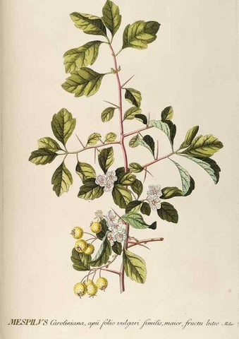 Reproducción/Reproduction 8050595223: Plantae selectae quarum imagines ad exemplaria naturalia Londini, in hortis curiosorum nutrita. [S.l. :s.n.],1750-1773.