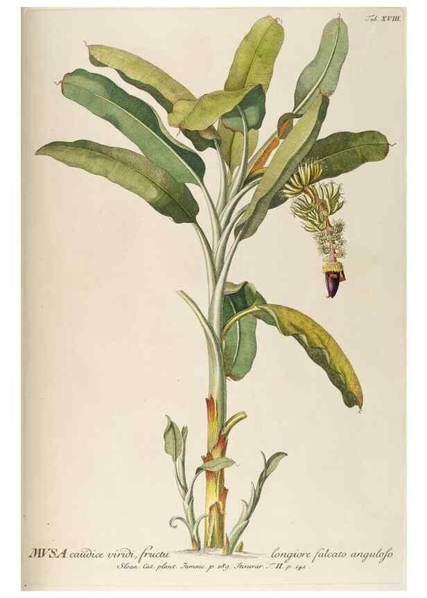 Reproducción/Reproduction 8050600842: Plantae selectae quarum imagines ad exemplaria naturalia Londini, in hortis curiosorum nutrita. [S.l. :s.n.],1750-1773.