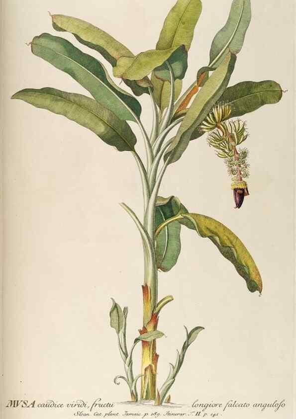 Reproducción/Reproduction 8050600842: Plantae selectae quarum imagines ad exemplaria naturalia Londini, in hortis curiosorum nutrita. [S.l. :s.n.],1750-1773.