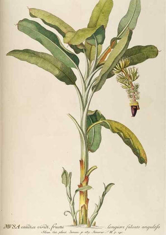 Reproducción/Reproduction 8050600842: Plantae selectae quarum imagines ad exemplaria naturalia Londini, in hortis curiosorum nutrita. [S.l. :s.n.],1750-1773.