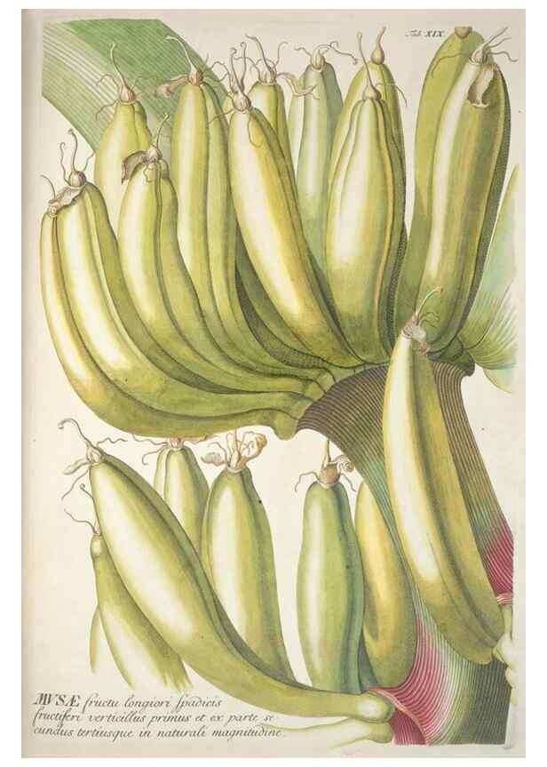 Reproducción/Reproduction 8050601898: Plantae selectae quarum imagines ad exemplaria naturalia Londini, in hortis curiosorum nutrita. [S.l. :s.n.],1750-1773.